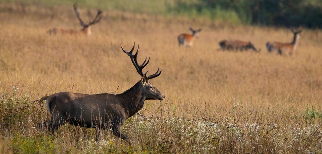 Wildlife in harare